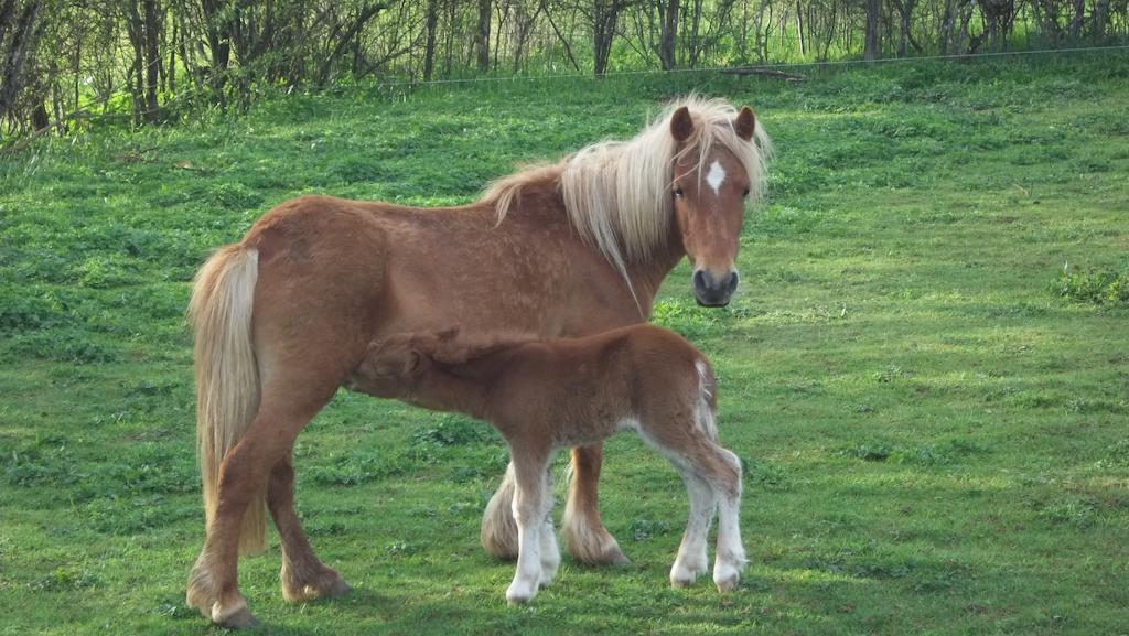 Gite Du Colombier Le Fied المظهر الخارجي الصورة